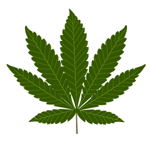 Photo of an indica leaf